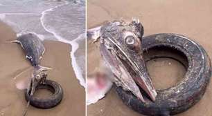 Os peixes mais rápidos do mundo