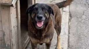 Crueldade contra animais não é episódio isolado: é um sinal de risco psicossocial