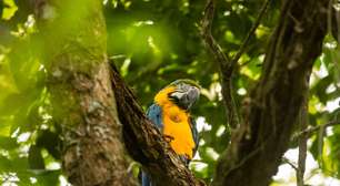 Parque Nacional da Tijuca recebe araras-canindés em projeto histórico de reintrodução