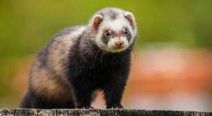 Tudo que você precisa saber antes de ter um furão como pet