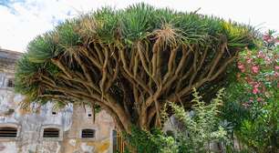 A árvore que sangra: os segredos da árvore-do-sangue-de-dragão