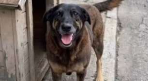 Caso Orelha: especialista alerta para falhas na formação emocional de jovens