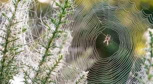 Quais são as plantas preferidas das aranhas e por quais motivos?