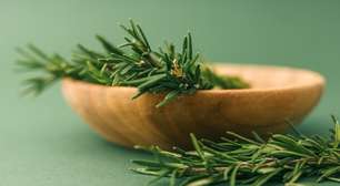Alecrim: benefícios da planta para a saúde e como utilizá-la no dia a dia