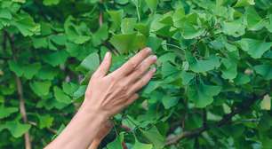 A planta milenar que fortalece o cérebro e a memória e você pode cultivar em casa
