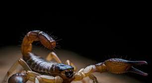 Picadas de escorpião aumentam no Brasil: saiba como se prevenir e o que fazer em caso de acidente