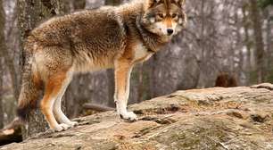 Caça e destruição de habitats: o caminho para a extinção dos animais nos EUA