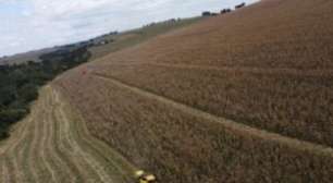 China Amplia Vantagem da Soja Brasileira e Reduz Demanda por Grãos dos EUA