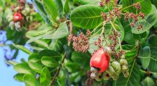 Entenda quais os benefícios do caju na alimentação