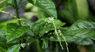 Guiné: benefícios da planta para a saúde e como usar de forma segura