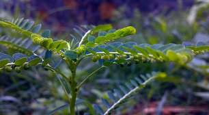 Chá de Quebra-Pedra: benefícios e propriedades para a saúde