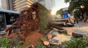 São Paulo tem 30 chamadas para quedas de árvores e 4 para enchente durante chuva