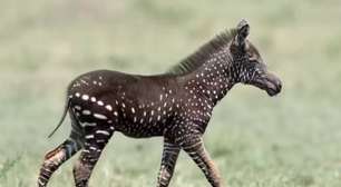 Pra quem não viu: Zebra é avistada sem listras e com bolinhas