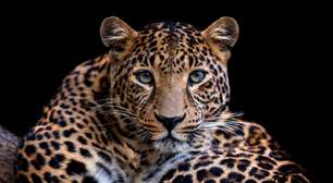 Leopardo: 10 curiosidades sobre esse felino selvagem
