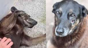 Cão Orelha: veja quais as punições previstas e como denunciar maus-tratos contra animais