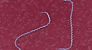 Leptospirose: conheça sintomas, causas e tratamento