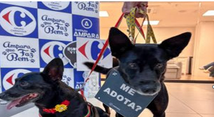 Dia 31/1, o Carrefour Barra recebe mais uma feira de adoção animal
