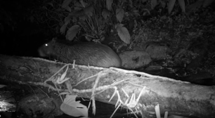 Inea flagra morcego-vampiro se alimentando de capivara