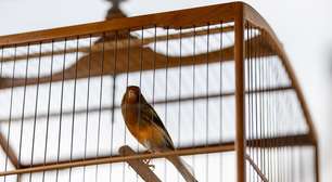 5 animais que você não deveria criar em casa de jeito nenhum, segundo o Ibama