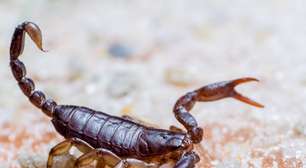 Eles construíram uma máquina para fazer o que nenhum humano queria: ordenhar escorpiões para revolucionar a medicina