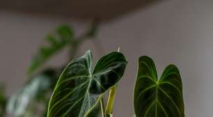 Cuidado! 5 espécies de plantas tóxicas para gatos