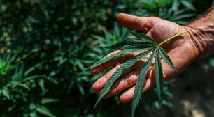 Anvisa libera cultivo de cannabis no Brasil para produzir medicamentos e amplia acesso a uso medicinal; entenda o que muda