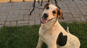 Cão comunitário 'Abacate' morre após levar tiro no Paraná e mobiliza cidade: 'Não pode ser esquecido'