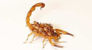 Escorpiões deixam rastros? Saiba como identificar a presença do animal que aparece mais no verão