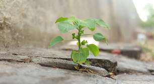 Planta que nasce na calçada de casa pode mudar a vida da sua família e você só precisa de uma folha