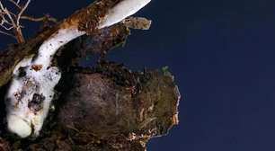 "Fungo zumbi" descoberto no Brasil coloca país no top 10 descobertas científicas de 2025; ele infecta aranhas vivas, dribla o sistema imunológico e se espalha após a morte