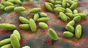 Do campo à cidade: tudo sobre a brucelose e como se proteger