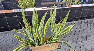 Da lavanda ao girassol: veja qual planta cada signo deve ter em casa