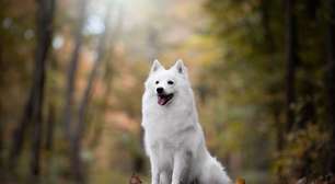 Cães do tipo spitz: 7 raças encantadoras para conhecer