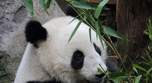 Japão devolve pandas à China e tensão entre os países cresce; entenda