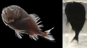 Este peixe é tão estranho que inspirou o monstro do filme Alien