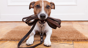 Veterinária revela 3 hábitos diários que você deve ter com seu cachorro