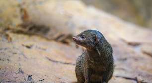 O código das pegadas: como cientistas agora identificam espécies "invisíveis" sem usar DNA