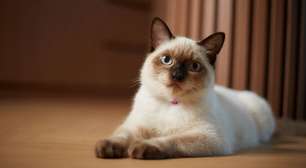 Gatos siameses: por que a raça é considerada uma das mais inteligentes do mundo?