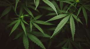 Anvisa libera cultivo de cannabis no Brasil para fins medicinais; entenda