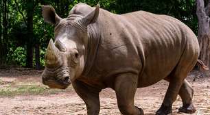 De quase extinto à esperança: a história do rinoceronte-de-Java