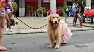 Carnaval e pets: sinais de que seu cão não deve ir aos blocos