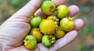 Gabiroba: benefícios da fruta pouco conhecida que é rica em fibras