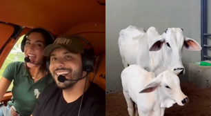 Murilo Huff presenteia Gabriela Versiani com bezerra da linhagem de vaca de R$ 54 milhões