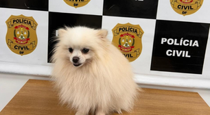 Homem é preso após furtar e vender Lulu-da-Pomerânia no DF