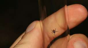 Pelo bem da sua casa, plante isto hoje: o escudo natural que mantém mosquitos e carrapatos longe da sua família