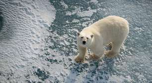 Por que alguns ursos polares estão 'mais gordos e saudáveis' apesar do derretimento do gelo marinho?