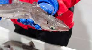 Por qual motivo comer cação é perigoso? E, afinal, cação é peixe?