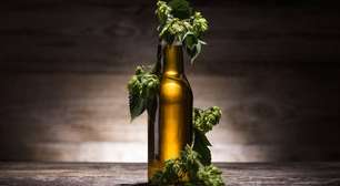 Muito além da cerveja: como o lúpulo combate o câncer