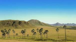 Mais de 55% da vegetação nativa do Cerrado, um dos Ecodomínios mais ricos e ameaçados do mundo, já foi perdida