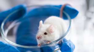 Era considerado uma sentença de morte: cientistas na Espanha conseguem fazer tumores de câncer de pâncreas desaparecerem